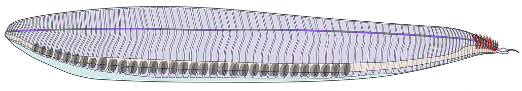 Pikaia was a stem-chordate from the Middle Cambrian