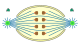 semiopen orthomitosis