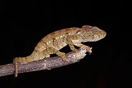 Femelle dans le parc national de la Montagne d'Ambre (Madagascar).