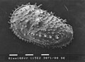 Ostracod shell, outer side