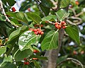 Feuilles et fruits