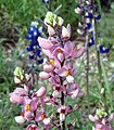 Staatsblume Bluebonnet