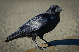 Corvo grande (Corvus corax)