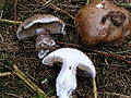 !Cortinarius variicolor!