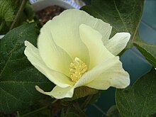 Gossypium hirsutum, katoenplant