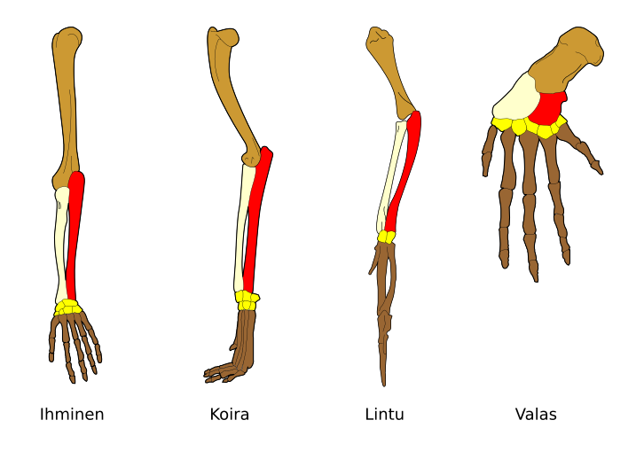 File:Homology vertebrates fi.svg