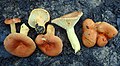 Lactarius hygrophoroides