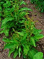 Tirşoya dêranê, tirşoya quncifî (Rumex obtusifolius)