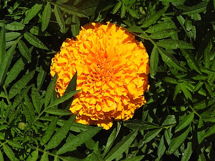 A photo of an orange Tagetes flower, slightly obscured by the surrounding dark green leaves