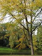 Arbre au bord de l'eau.