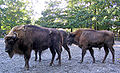 Wisente (Bison bonasus)