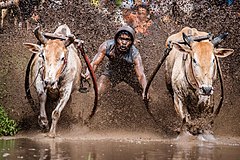 First place: Two bulls running while the jockey holds on to them in pacu jawi. – צושרײַבונג: Rodney Ee (via Flickr) (CC BY 2.0)