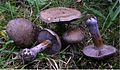 Cortinarius purpurascens