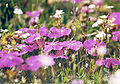 Havasi szegfű (Dianthus alpinus)