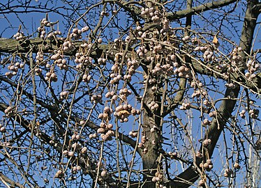 Ginkgo. Frutos en febrero