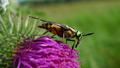 Daas (spec.) in habitat (zijkant)