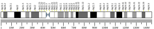 Chromosome 8 humain