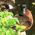 Chestnut teal