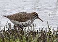 Spotted sandpiper foraging in Fox River Grove, Illinois