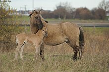 Wild Konik horses.jpg