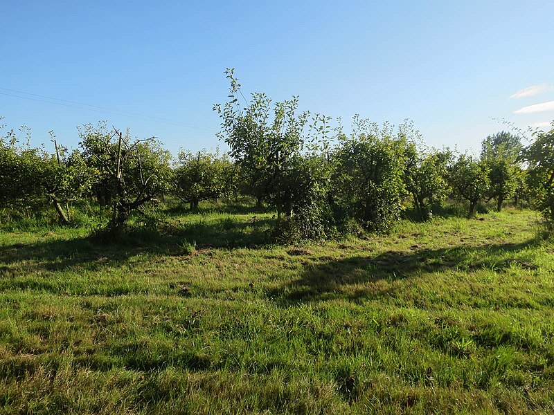 File:Orchard by Kerdiston Road - geograph.org.uk - 5555292.jpg