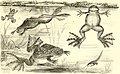 X. laevis, Clawed Toad, adult and larvae (Amphibia and Reptiles 1901)