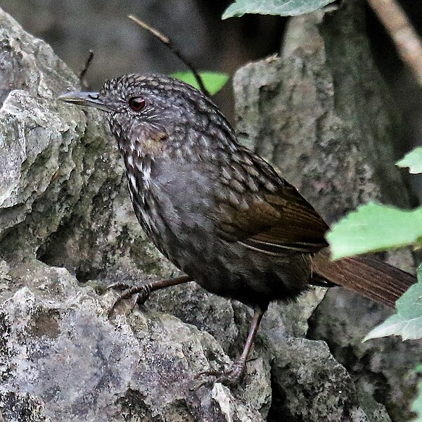 File:Annam limestone babbler - Tam Chuc, Ha Nam, Vietnam 2020-02-21 (cropped).jpg