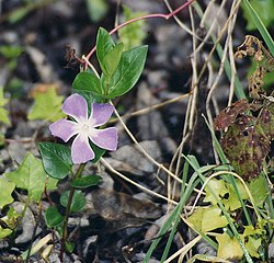 Flower (Vinca major) (Arena Point)