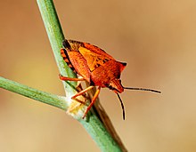 Carpocoris fuscispinus