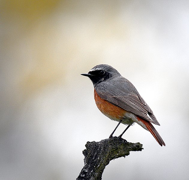 File:Common redstart (29575561980).jpg