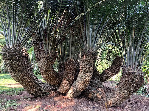 A picture of Encephalartos Natalensis plant found in Limbe botanical garden in the South West Region of Cameroon. Photograph: Yeluma Ntali