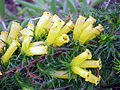 Erica patersonia, espèce du fynbos sud-africain.