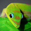 Image 53Gold dust day gecko close-up