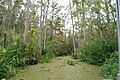 Image 40Honey Island Swamp (from Louisiana)