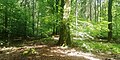 Western Sachsenwald long barrow