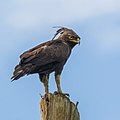 77 Long-crested eagle (Lophaetus occipitalis) 3 uploaded by Charlesjsharp, nominated by Charlesjsharp,  14,  0,  0