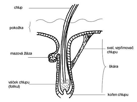 Anatomie chlupu