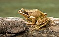 Image 3 Common frog Photo: Richard Bartz The common frog (Rana temporaria) is found throughout much of Europe. Adults have a body length of 6 to 9 cm (2.4 to 3.5 in) and vary in colour, with the ability to lighten and darken their skin to match their surroundings. They will feed on any invertebrate of a suitable size and, apart from the breeding season, live solitary lives. More selected pictures