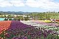 National Government Echigo Hillside Park