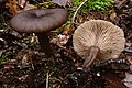 Pseudoclitocybe cyathiformis