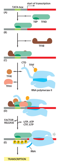 CTD got phosphoralised while getting engaged to DNA and then it plays many important role we will see further