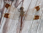 Sympetrum pedemontanum – Weibchen