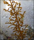 Miniatura para Sargassum