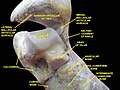 Ankle joint. Deep dissection.