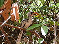 Bijilo Forest Park, Gambia