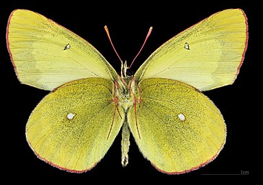 Colias palaeno ♂ △