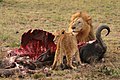 Male Lion (Panthera leo) and Cub eating a Cape Buffalo in Northern Sabi Sand, South Africa.