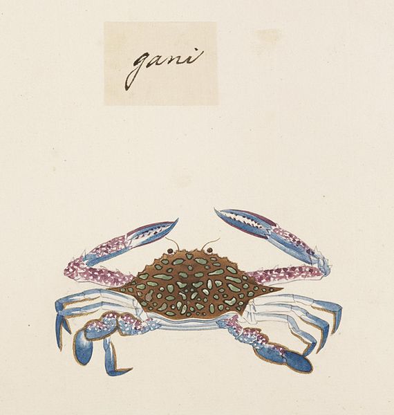 File:Naturalis Biodiversity Center - RMNH.ART.558 - Portunus (Portunus) pelagicus - Kawahara Keiga - 1823 - 1829 - Siebold Collection - pencil drawing - water colour.jpeg