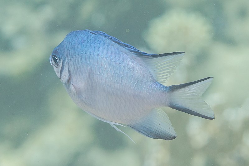 File:Amblyglyphidodon indicus, parque nacional Ras Muhammad, Egipto, 2022-03-30, DD 17.jpg