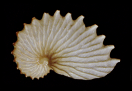 Argonauta cornuta